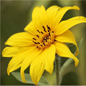 Helianthus salicifolius var orgyalis