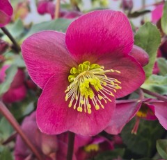 Helleborus Annas Red (Rodney Davey Marbled Group)