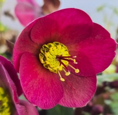 Helleborus Annas Red (Rodney Davey Marbled Group)