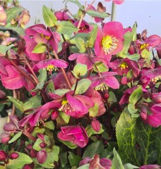 Helleborus Annas Red (Rodney Davey Marbled Group)