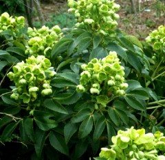 helleborus argutifolius