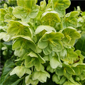 helleborus argutifolius