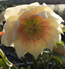 Helleborus x hybridus double pastel peaches.