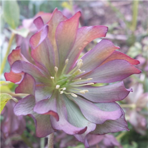 Helleborus torquatus Dido