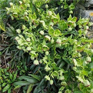 Helleborus foetidus