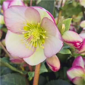 Helleborus Glendas Gloss (Rodney Daveys Group)