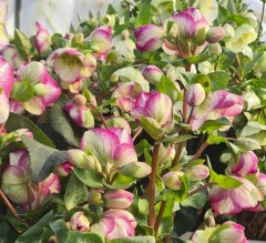 Helleborus Glendas Gloss (Rodney Daveys Group)