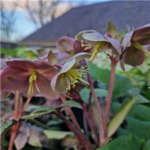 Lovely hardy Hellebore, variable in colour from deep green to pink