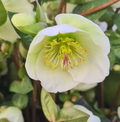 Helleborus Moondance (Rodney Daveys Group)