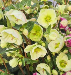 Helleborus Moondance (Rodney Daveys Group)