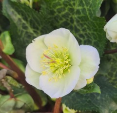 Helleborus Moondance (Rodney Daveys Group)