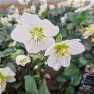 Helleborus niger Christmas Carol