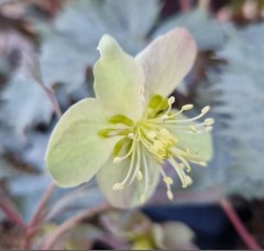 Helleborus sternii Silver Dollar