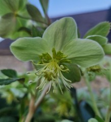 Helleborus sternii