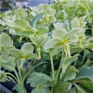 Helleborus lividus White Marble