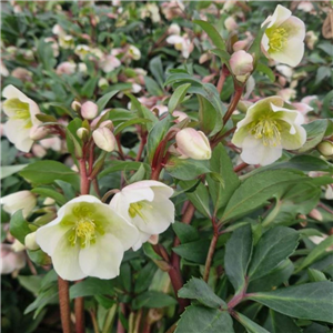 Helleborus x sahinii Winterbells