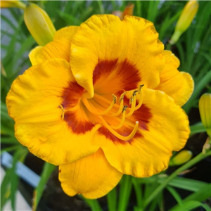 Hemerocallis Blackberry Sherbert