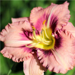 Hemerocallis Baby Red Eyes