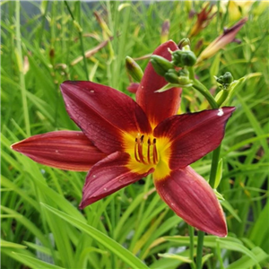 Hemerocallis Black Magic