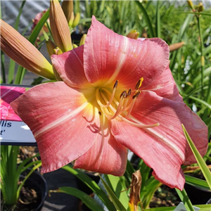 Hemerocallis Blue Sheen