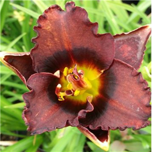 Hemerocallis Bogeyman