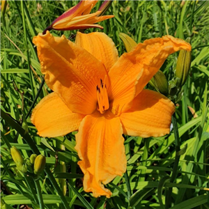 Hemerocallis Burning Daylight