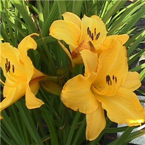 Hemerocallis Canary Glow