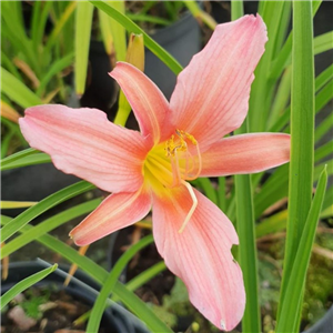 Hemerocallis Cara Mia