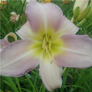 Hemerocallis Catherine Woodberry