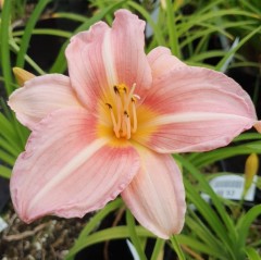 Hemerocallis Chicago Petticoat