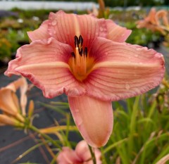 Hemerocallis Chicago Petticoat