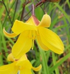 Hemerocallis Corky