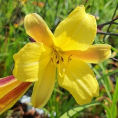 Hemerocallis Corky