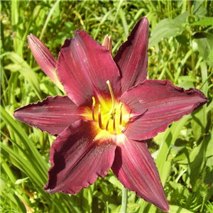 Hemerocallis Dominic