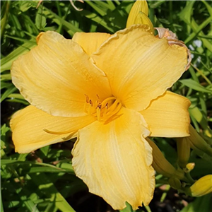 Hemerocallis Dutch Beauty