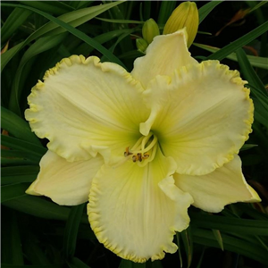 Hemerocallis Endurance Purisima