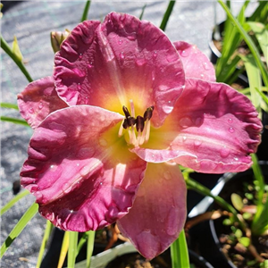 Hemerocallis Entrapment