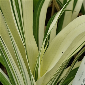 Hemerocallis fulva Flore Plena Variegata