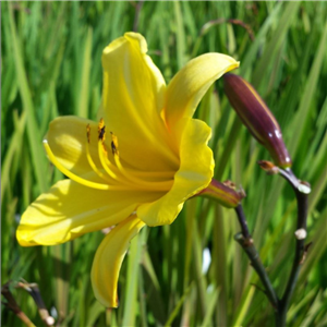 Hemerocallis Golden Chimes