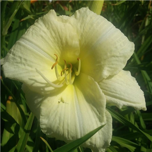 Hemerocallis Joan Senior