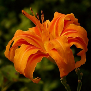 Hemerocallis Kwanso Flore Pleno