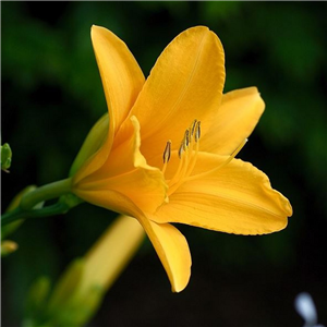 Hemerocallis middendorfii