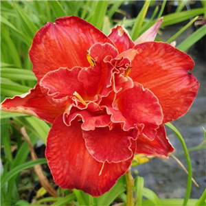 Hemerocallis Moses Fire