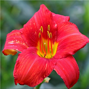 Hemerocallis Mountain Laurel