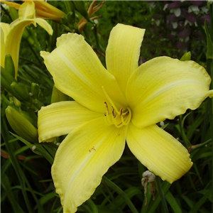 Hemerocallis Statuesque