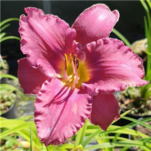 Hemerocallis Summer Wine