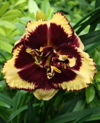 Hemerocallis Tiger Blood