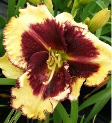 Hemerocallis Tiger Blood