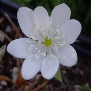 Hepatica acutiloba