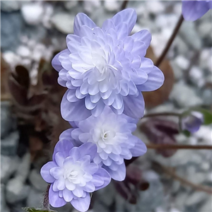 Hepatica japonica Haruno-Awayuki